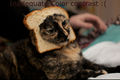 800px-Breaded Cat.edited.jpg